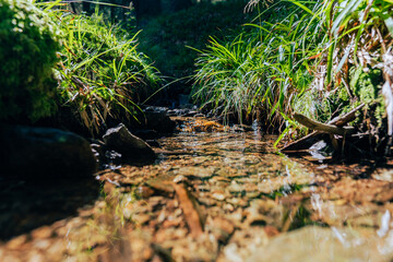 water stream in the forest