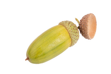 Beautiful acorns on white background. Oak nuts. File contains clipping path.