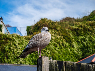 Juvenile Herring Gull