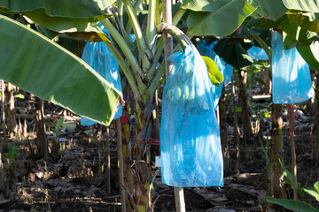 selective focus wrapped bananas to protect against birds and sunlight to keep the banana skin...