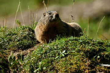 Dickes Murmeltier geniesst die wärmende Herbstsonne auf einem Felsblock