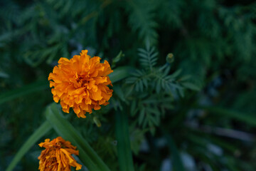 Marigold Flower in Bloom. Orange flower in the garden. A colorful beautiful flower from a botanical garden.