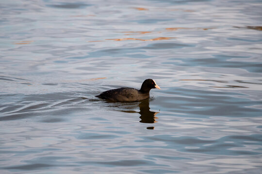 Adult eurasian coot swimming in a pond in Madrid at sunset