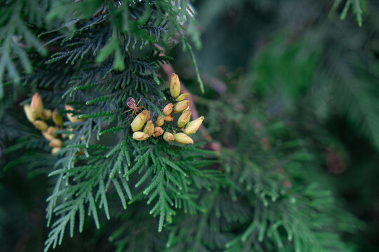 Thuja branches. Photo of nature. Closeup of thuja branches.Lawson cypress Kelleris Gold - Latin name - Chamaecyparis lawsoniana Kelleris Gold Background of green branches of the Christmas tree.