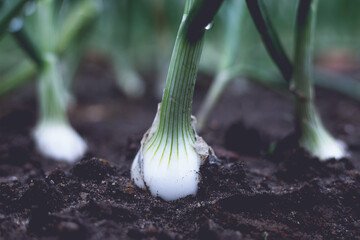 Closeup of fresh, organic white onions growing in the garden	