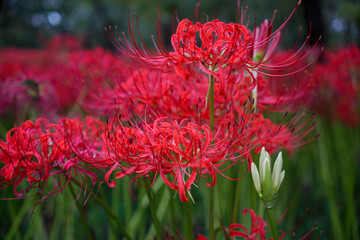 Red spider lilies in kinchakuda manjushage park