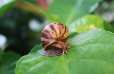 Closeup of a Brown Striped Shell Snail Crawling on Vivid Green Leaf