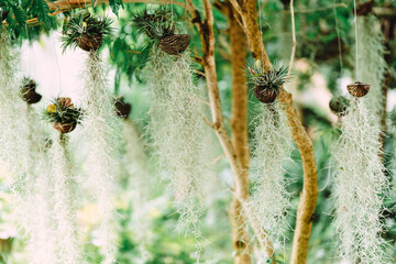 Spanish moss (Tillandsia usneoides) is used as a decorative garden ornament to help purify the air and increase shade.