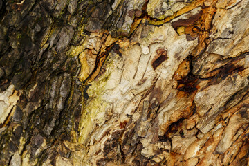 The surface of a tree's bark has a unique pattern from cracking.