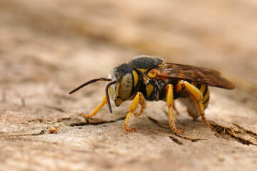 Closeup on the small Mediterranean Grohmanns Yellow-Resin Bee, Icteranthidium grohmanni