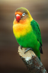 Portrait of Fischer's lovebird on branch