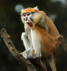Portrait of Patas monkey in zoo