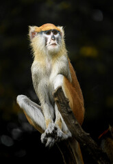 Portrait of Patas monkey in zoo