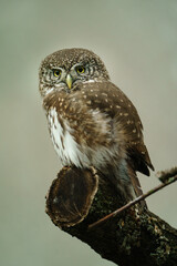 Portrait of Eurasian Pygmy Owl