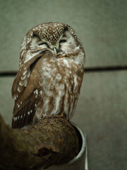 Portrait of Breal owl in zoo