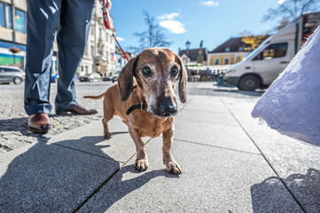 16 years old dachshund of wedding couple