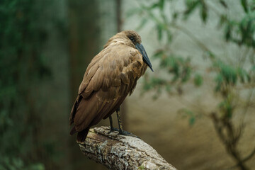 Portrait of Hamerkop on branch