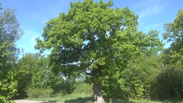 An old European oak (Quercus robur, Quercus pedunculata) tree stands in the middle of a clearing, near road. Baltic
