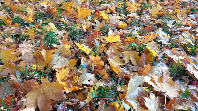 Autumn. Multicolored maple leaves lie on the grass. Colorful background image of fallen autumn leaves perfect for seasonal use