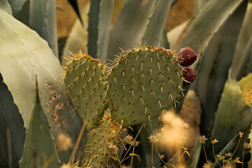 Bunny Ears Cactus (Opuntia Microdasys) Plant with Sharp Spines in Tropical Arid Garden . Opuntia...