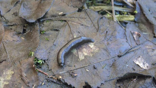 The first spring horseleech (Haemopsis gulo) migrates from the spring pond