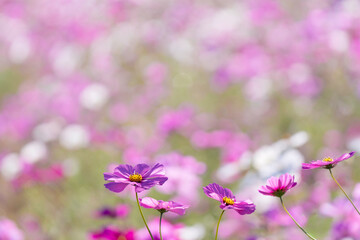 満開のコスモスの花　背景素材