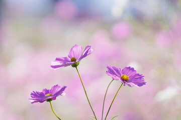 Fototapeta premium 満開のコスモスの花 背景素材