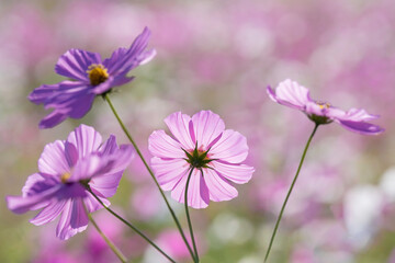 Fototapeta premium 満開のコスモスの花 背景素材