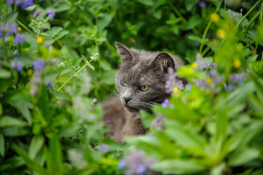 Katze Kartäuser-Mischling lauert neugierig in Blumenbeet mit Katzenminze