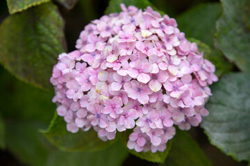 Fototapeta premium Close-up of the bud is a pink hydrangea flower against the leaf background.