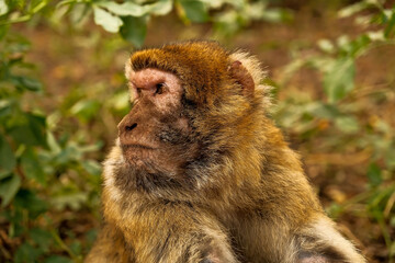 slowmotion shot of a group of a wild macaque monkeys in a national park Monkeys forest . Portrait of a Barbary Macaque (Macaca fascicularis)