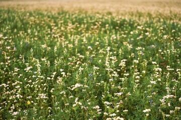 Buckwheat field. Panoramic summer view of buckwheat flower plantation. Agriculture concept.