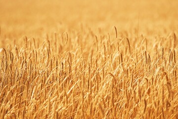 Close-Up of Rye or Wheat Ears in a Field - Agriculture Concept. Sunrise or sunset time. Agriculture background.