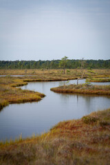 Bog lake