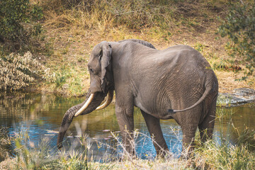 Obraz premium African elephant close ups in Kruger National Park, South Africa
