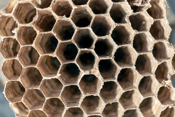 close up of bees in honeycomb, nacka,sweden,sverige,stockholm,macro,Mats