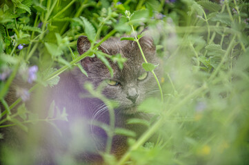 Naklejka na ściany i meble Katze Kartäuser-Mischling lauert neugierig in Blumenbeet mit Katzenminze