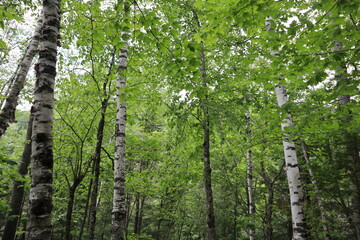 Fototapeta premium trees in the woods