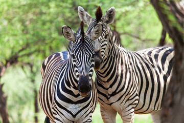 Fototapeta na wymiar two zebra standing together in the grass in the african bush with acacia trees.
