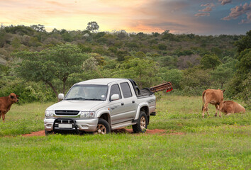 farmer with a 4x4 herding the cattle at a ranch in Australia - obrazy, fototapety, plakaty