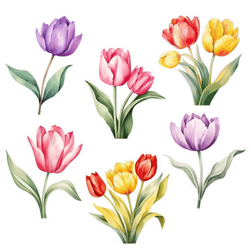 Beautiful color pink, yellow and purple tulip flower with leaves set watercolor paint on white.