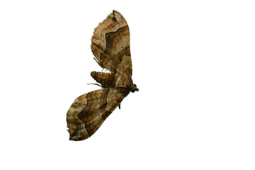 A moth called Eulithis has spread its wings.