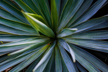 Yucca plant top view. From above view of green perennial shrubs . Yucca filamentosa plant