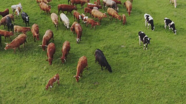 Grazing cows, Bos taurus grazing on the fresh green grass in the beautiful countryside, Aerial view