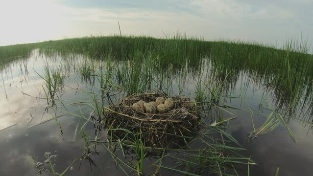 Black-tailed godwit (Limosa Limosa), eggs in the nest in a watery deposit