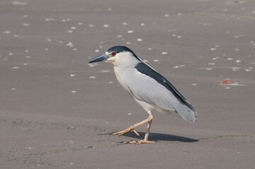 Heron resting on the sand of the beach in Brazil