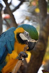 Blue and Gold Macaw Chewing on a Branch