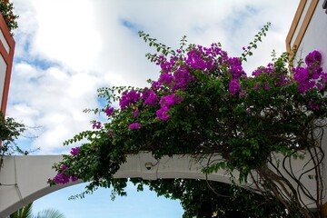 Houses with flowers in the Spanish town of Puerto de Mogán