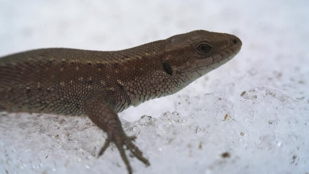 Common lizard (Lacerta vivipara). Portrait, moving of breathing lizard close-up (head) on snow background