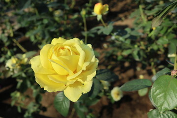 外へ出かけよう